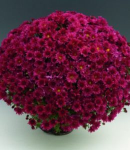 Branroyal Purple Branroyal Purple