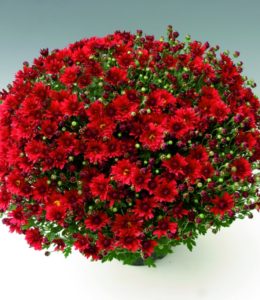 Branroyal Red Branroyal Red