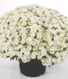 Branroyal White