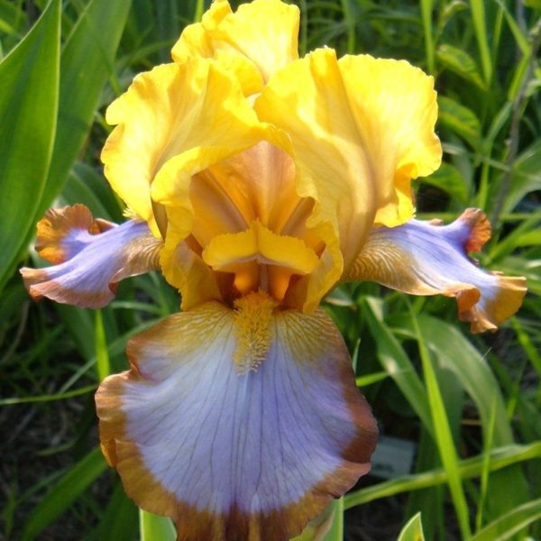 brown-lasso