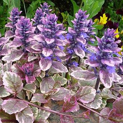 burgundy-glow_2 burgundy-glow_2