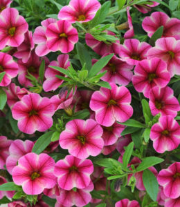 can-can-rose-star