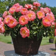 coral-charm_2