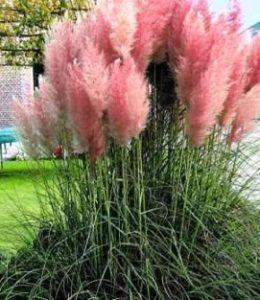 cortaderia-pink-feather cortaderia-pink-feather