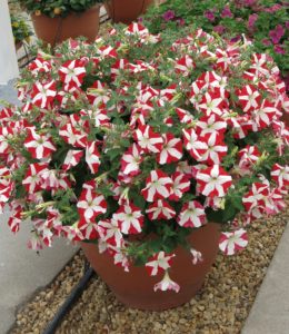 Crazytunia Swiss Dancer