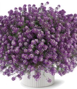 deep-lavender-stream deep-lavender-stream