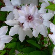 fair-rosamond_2