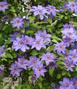 hybrida-sieboldii