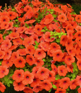 Hells Bells Orange