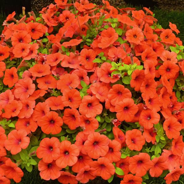 Hells Bells Orange