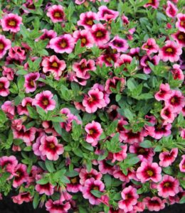 hula-hot-pink