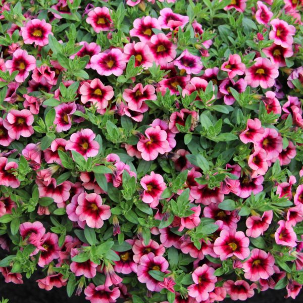 hula-hot-pink