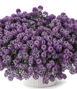 lavender-stream lavender-stream