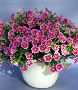 marvel-beauty-raspberry