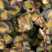 mediovariegatum_2