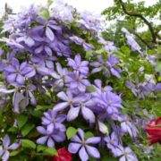mrs-cholmondeley_2