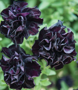 mystical-black-knight
