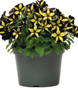 mystical-phantom-black-yellow