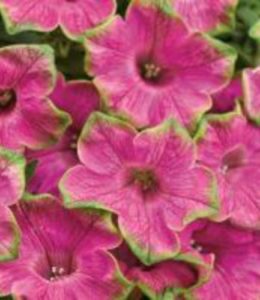mystical-wicked-purple