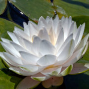 Nymphaea Gonnere_2