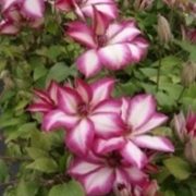 picotee_2 picotee_2