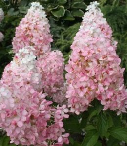 Pink Lady_2