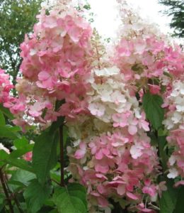Pink Lady_3