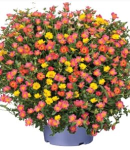 portulaca-pazzaz-sahara-sunset