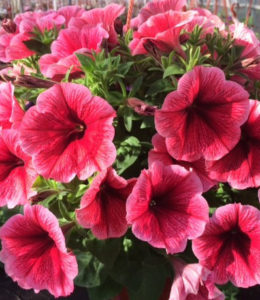 potunia-plus-strawberry-ice