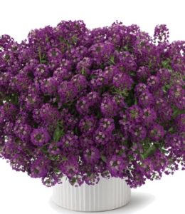purple-stream purple-stream