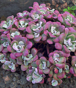 purpureum