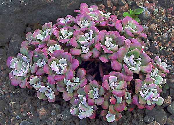 purpureum