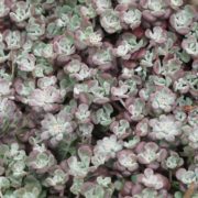 purpureum_3