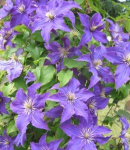 rhapsody