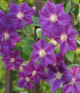 star-of-india