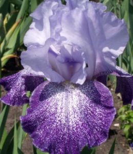 splashacata_2