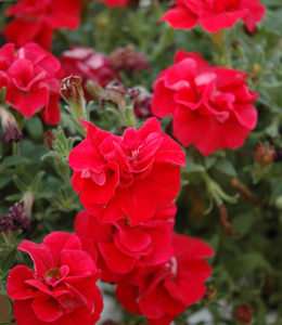 Sweet Sunshine Red 