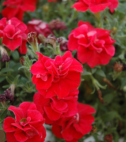 Sweet Sunshine Red 