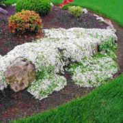 albiflorus