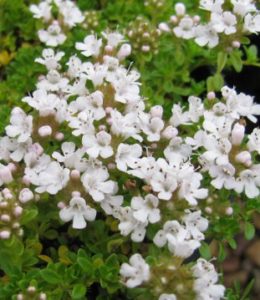 albiflorus_2 albiflorus_2