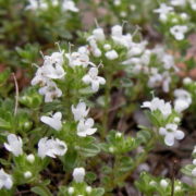 albiflorus_2