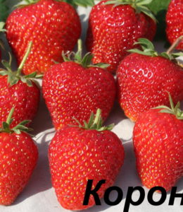 Корона