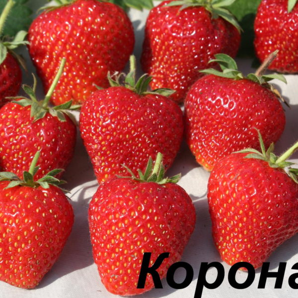 Корона