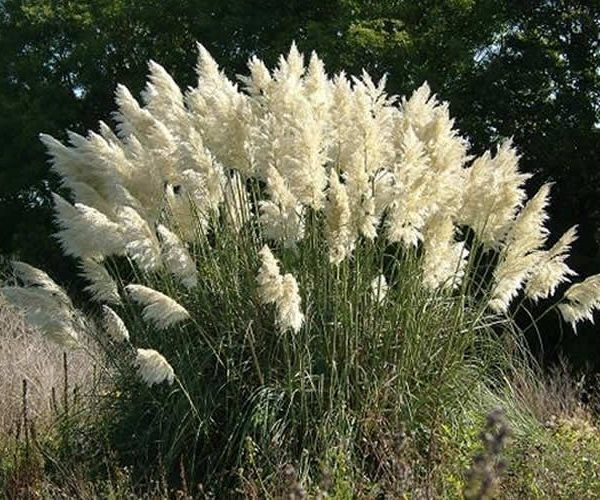 kortaderiya-white-feather