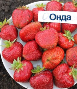 онда