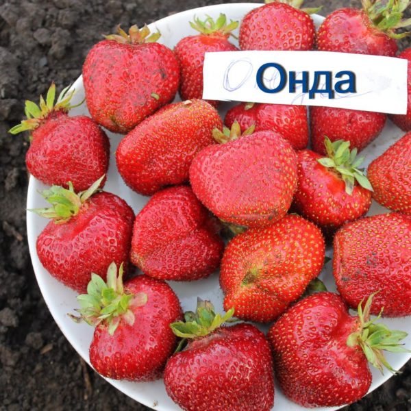 онда