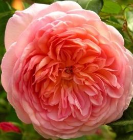 abraham-darby