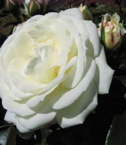 alabaster