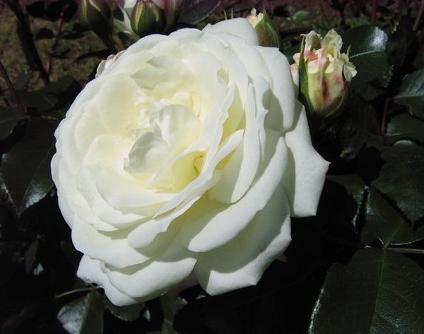 alabaster