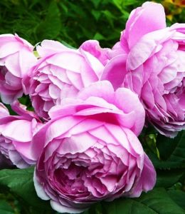 alan-titchmarsh